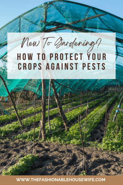 New To Gardening? How To Protect Your Crops Against Pests