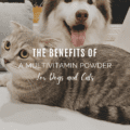 The Benefits of Multivitamin Powder for Dogs and Cats